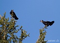 Corbeau 2729